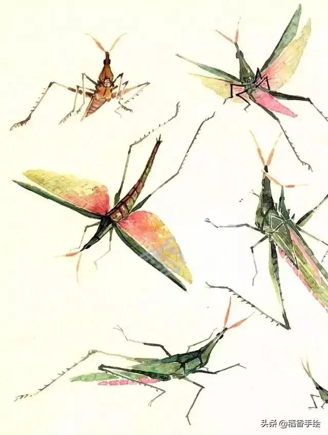 蚱蜢的没骨画法步骤