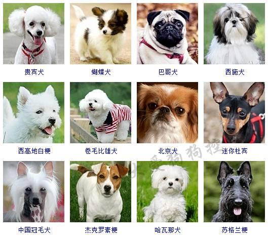家养狗的种类图片