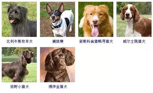 3.中型犬:(共54种,标准身高41-60cm,体重11-30kg)2.