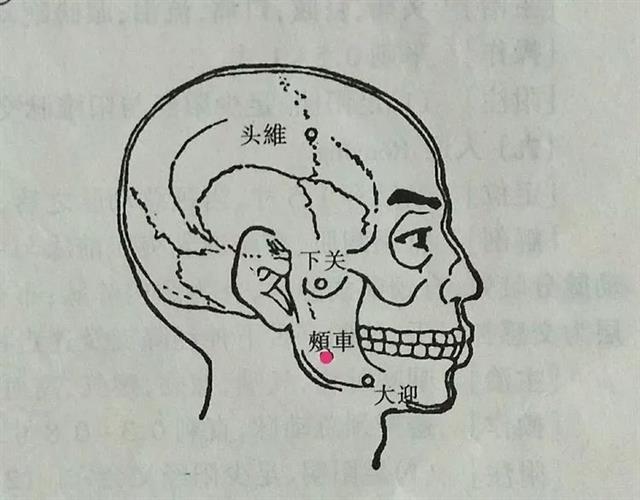 頰車的位置在面頰部,下頜角前上方約中指一橫指寬,閉口咬緊牙時咬肌