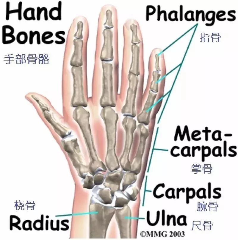 图文并茂详细的手部解剖