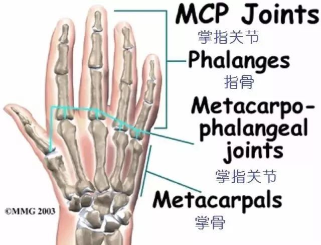 手部解剖图解 骨骼图片