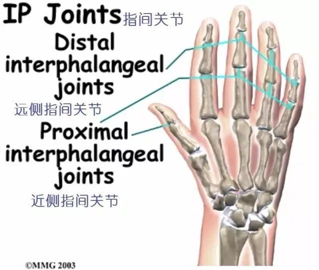 腕骨與兩塊前臂骨頭,尺骨與橈骨,共同形成腕關節.