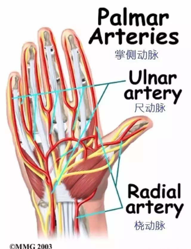 图文并茂详细的手部解剖