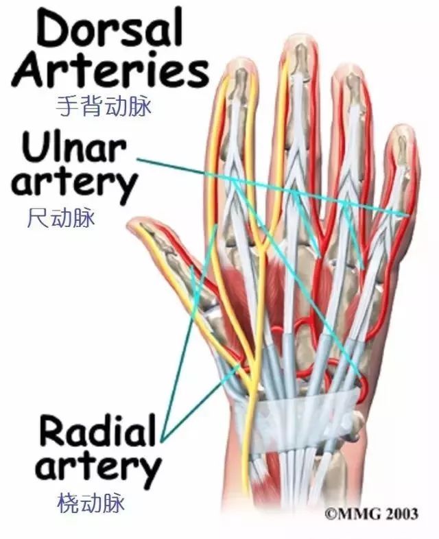 圖文並茂詳細的手部解剖