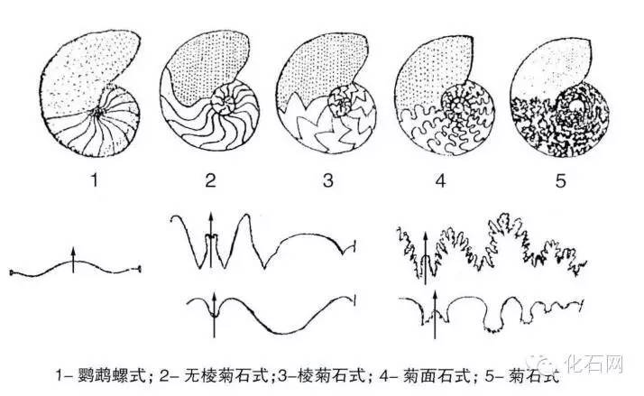 圖:菊石身體結構圖頭足類的生長很有規律,它每活一天,就會在殼上留下