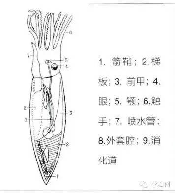 墨鱼身体结构图解图片
