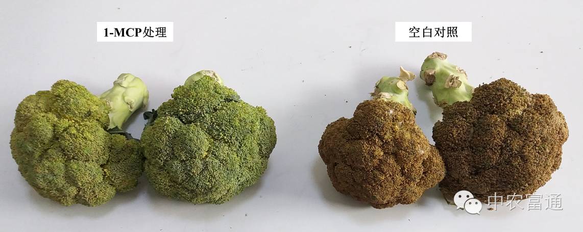 【科技创新】革命性果蔬花卉保鲜剂——1-甲基环丙烯 - 好网角收藏夹