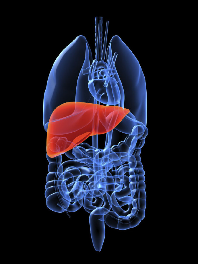 人体内脏结构超清晰剖视图