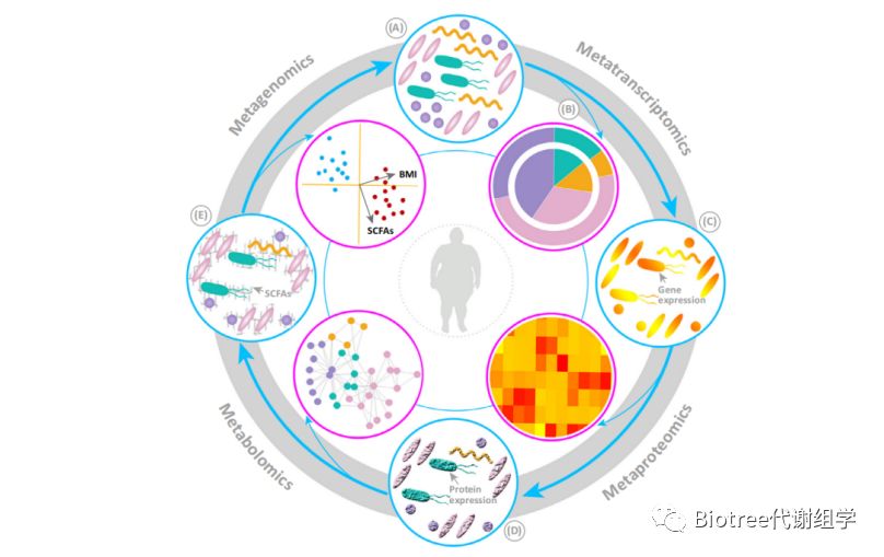 肠道菌群研究新策略——肠菌代谢物及其功能研究