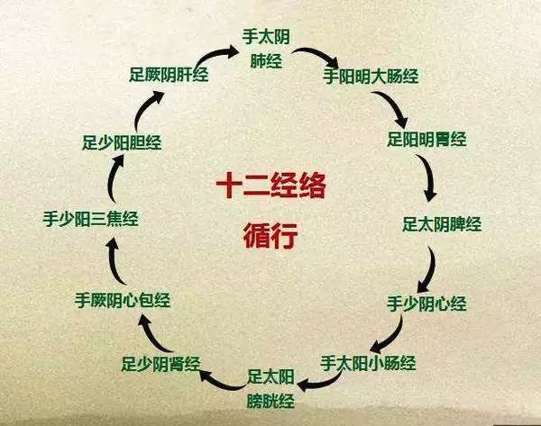 中医经典十二经络循行路线动图