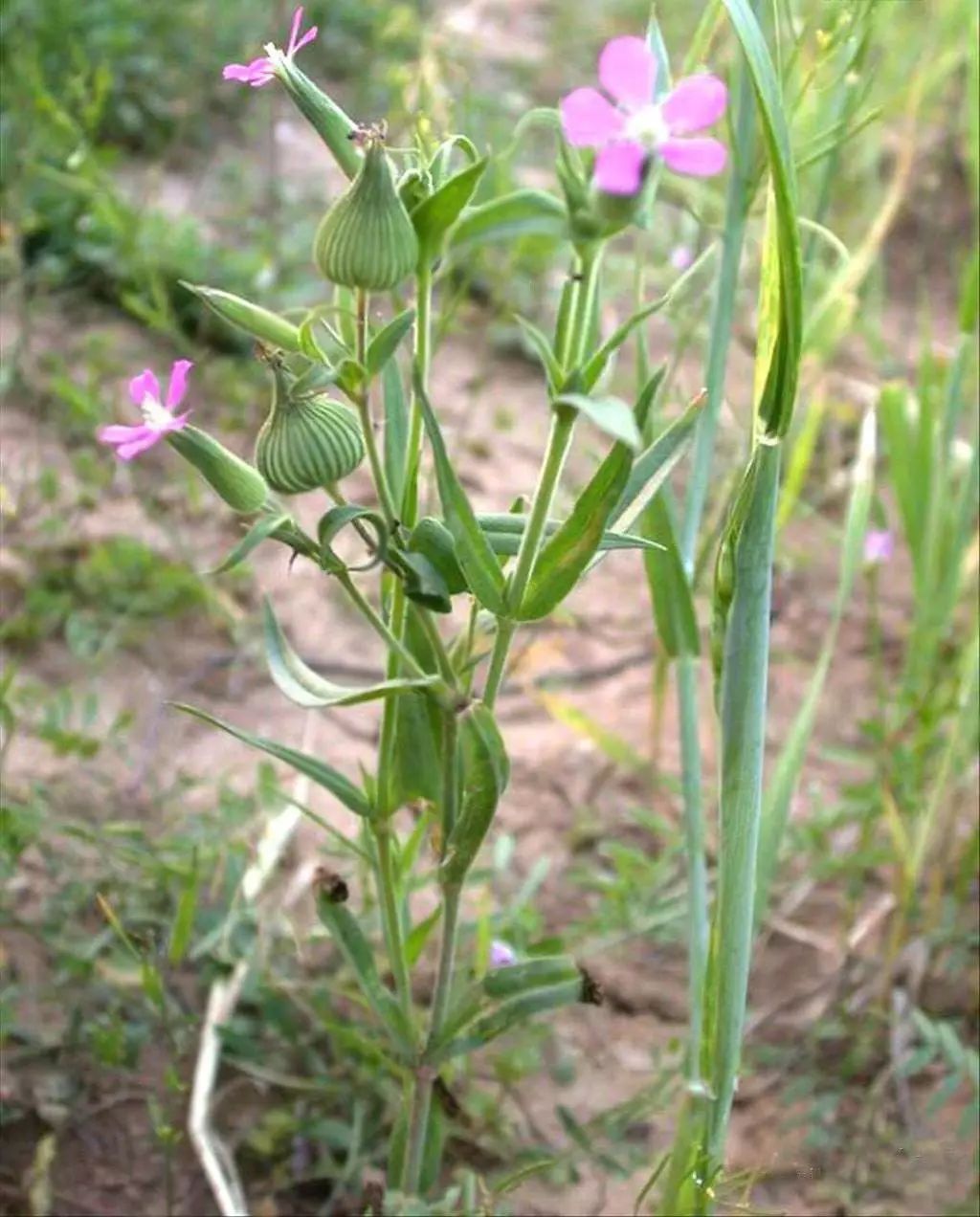 澤漆,婆婆納,麥家公,麥瓶草,藜,小薊(刺兒菜),大薊,萹蓄,牛繁縷,王不