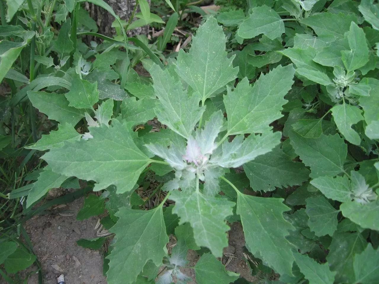 雜草圖冊 | 26種闊葉雜草 & 11種尖葉雜草