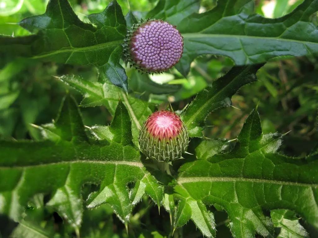 ▼大蓟▼小蓟(刺儿菜)▼藜▼麦瓶草▼麦家公▼婆婆纳▼泽漆▼猪殃殃▼
