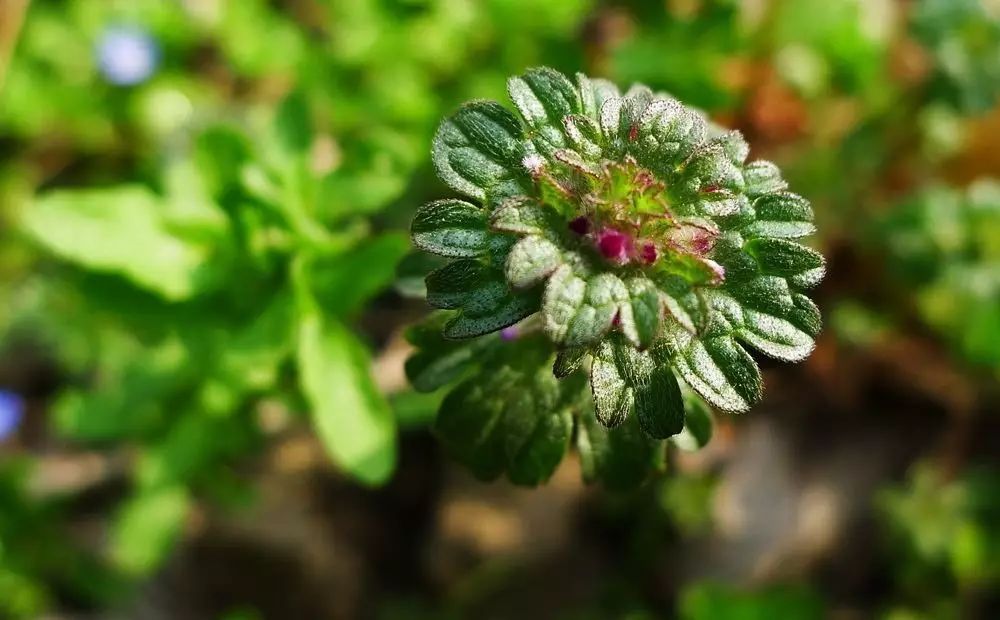 ▼寶蓋草▼王不留行▼牛繁縷▼萹蓄▼大薊▼小薊(刺兒菜)▼藜▼麥瓶草