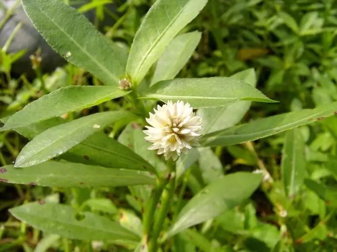 雜草圖冊26種闊葉雜草11種尖葉雜草