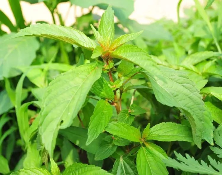 ▼鐵莧菜▼空心蓮子草▼大巢菜▼通泉草▼泥胡菜▼野老鸛草▼寶蓋草▼