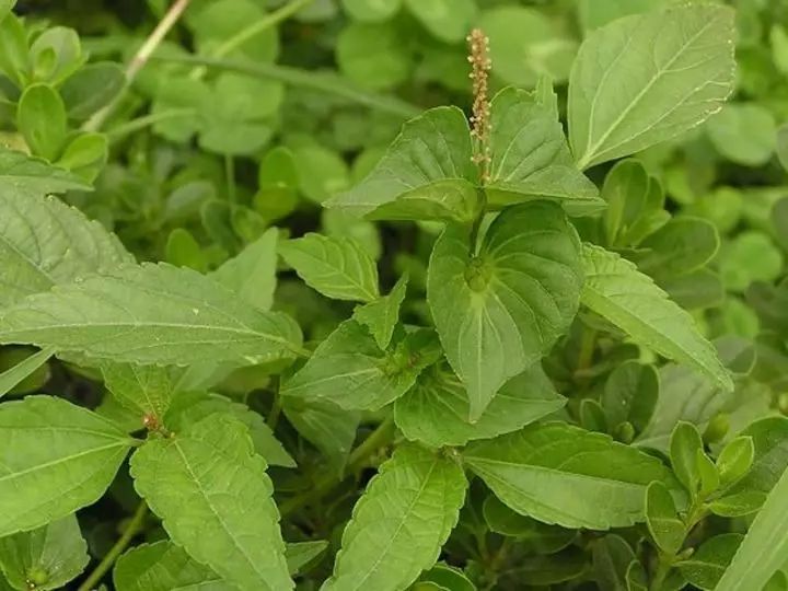 雜草圖冊 | 26種闊葉雜草 & 11種尖葉雜草