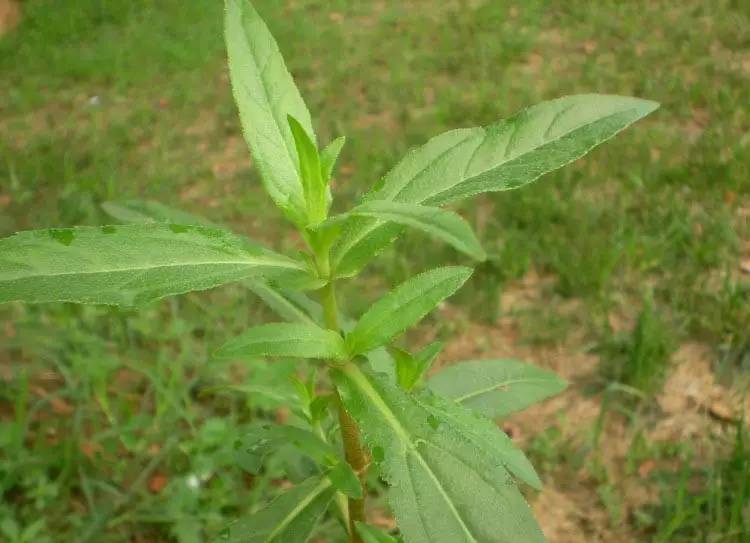 雜草圖冊 | 26種闊葉雜草 & 11種尖葉雜草