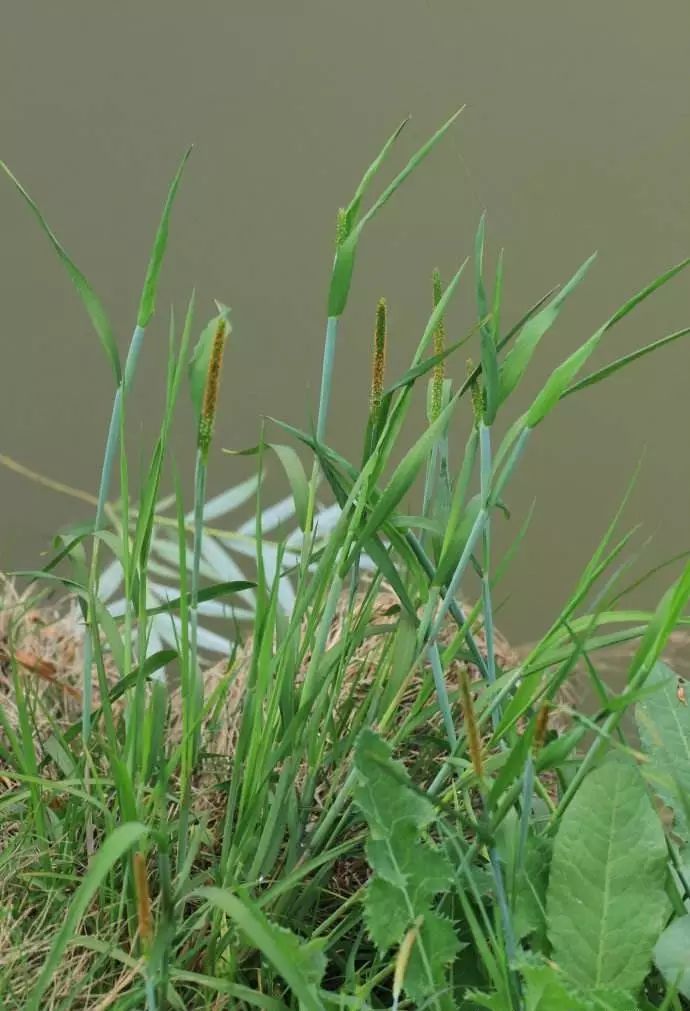 ▼硬草▼早熟禾▼菵(罔)草▼狗尾草▼牛筋草▼稗草▼马唐药剂防治选择