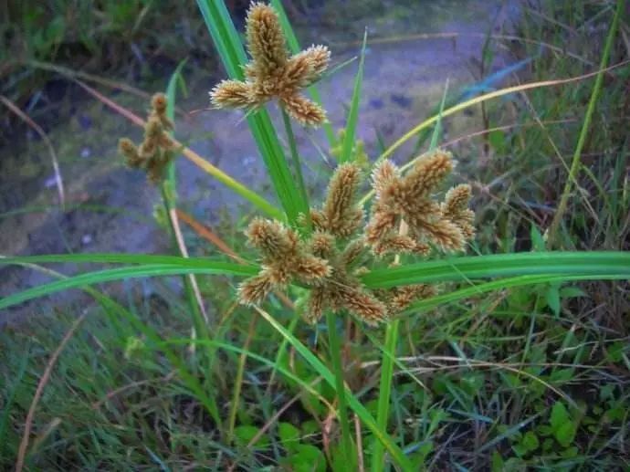 杂草图册26种阔叶杂草11种尖叶杂草