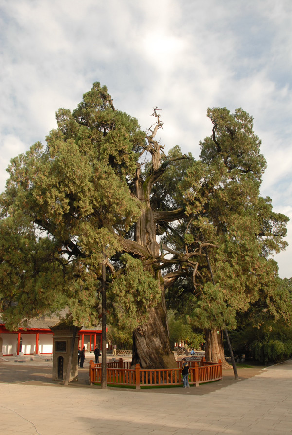 黄帝陵古柏参天,千年以上古柏不可胜数.