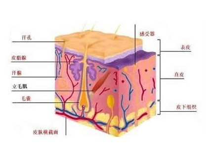 皮肤由表皮,真皮和皮下组织构成,并含有附属器官(汗腺,皮脂腺,指甲