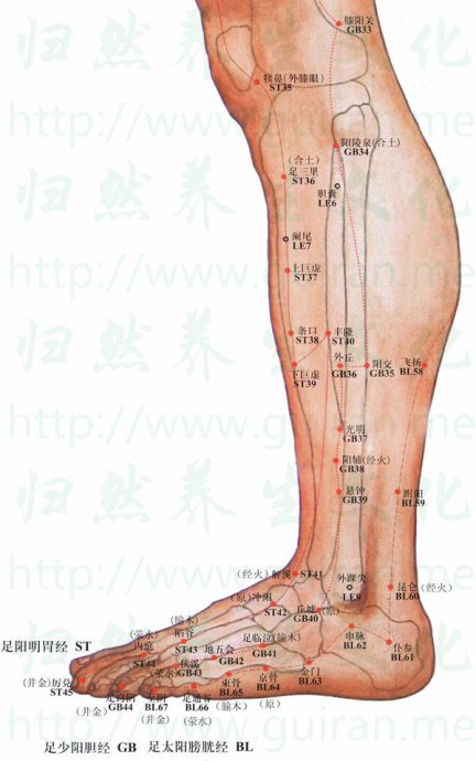 小腿内侧解剖图谱图片