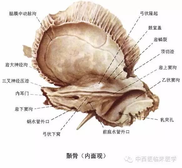 位于两眶之间,呈"巾"字形,分筛板,垂直板和筛骨迷路三部分.