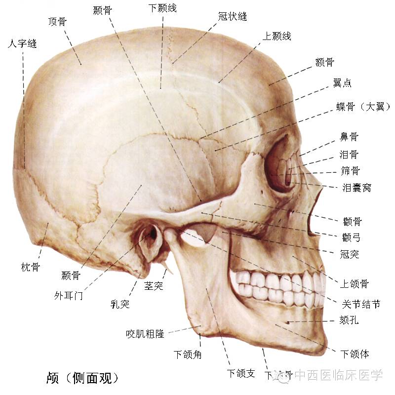 (4)颅的侧面lateral surfaceof skull  可见到额骨,顶骨,枕骨,颞骨和
