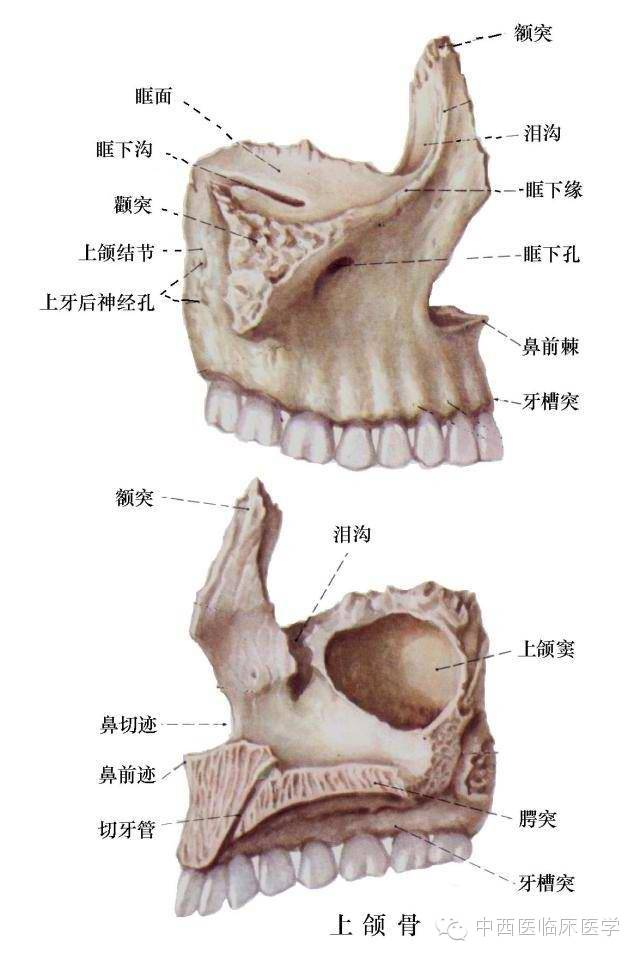 系统解剖学┃运动系统4颅骨