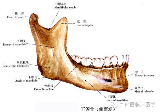 (8)下颌骨mandible  1块,为面颅骨中最大者,分一体和两支