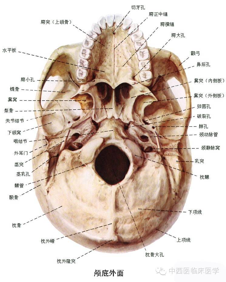 脑颅骨的体表标志图片