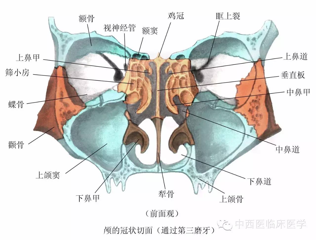筛骨和蝶骨位置图图片