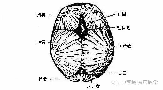 系统解剖学┃运动系统