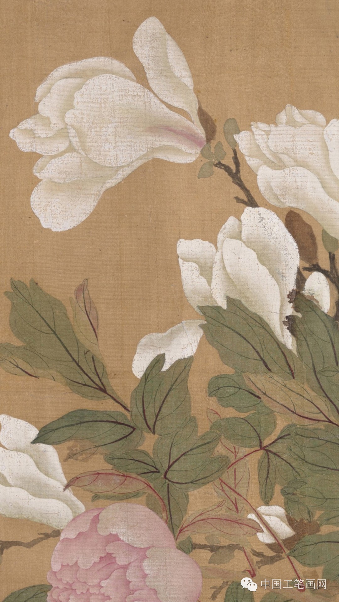 清恽寿平没骨画精品百花图卷高清欣赏