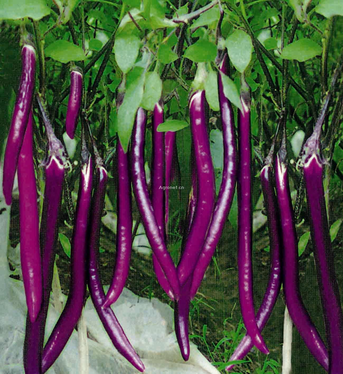 生吃茄子的奇效