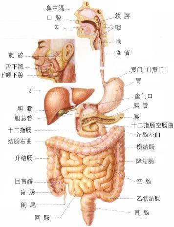 男性肚子器官图解图片