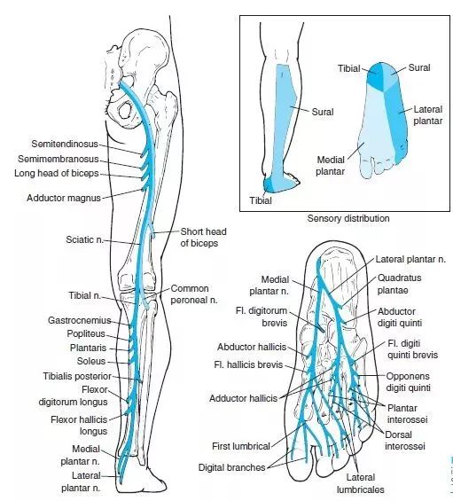 全身神經支配與分佈,神經叢詳解,神經鬆動術詳解
