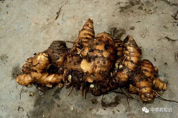 须根细长,末端常膨大成纹锤形块根,内面白色.