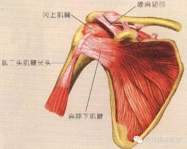 淺層(1)三角肌起點:鎖骨外側1/3,肩峰外側緣,肩胛岡下唇和岡下筋膜止