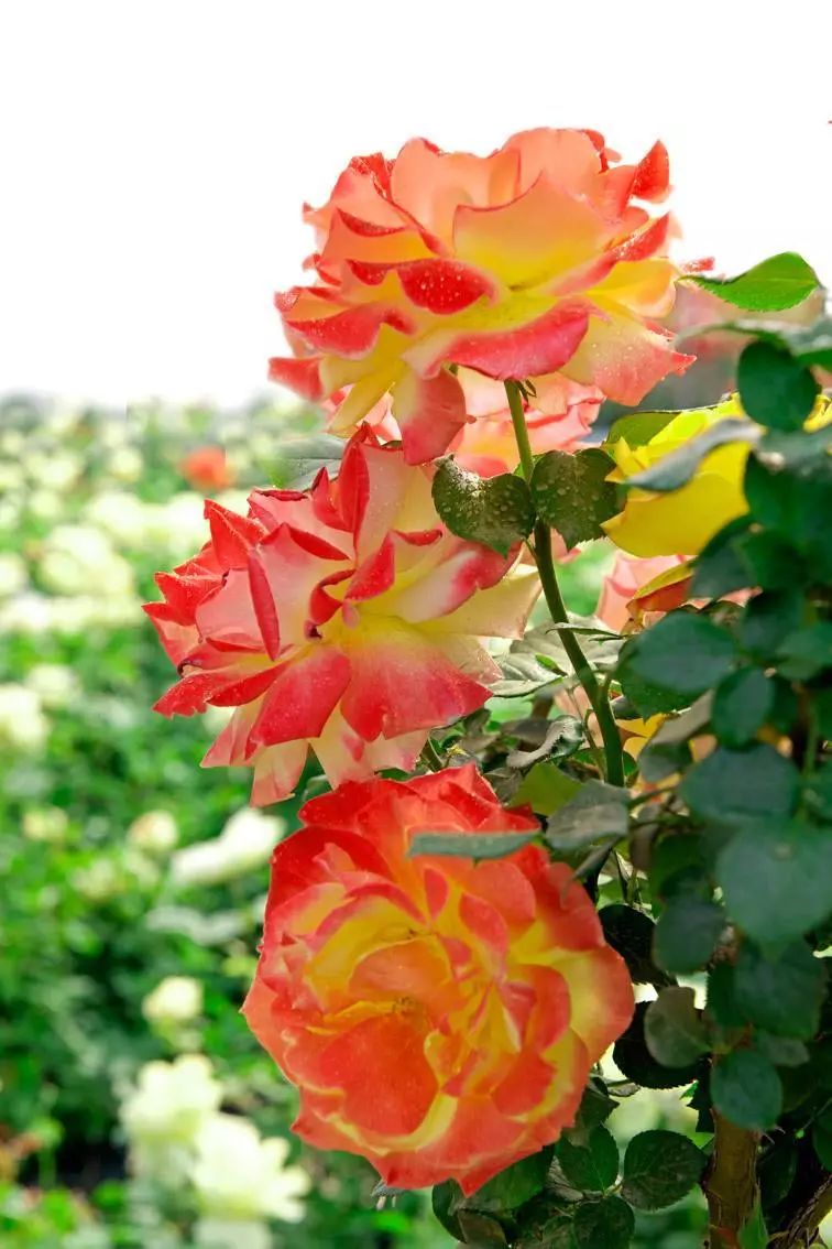 想要盆栽月季月月开花必炼可令月季月月开花的修剪秘笈