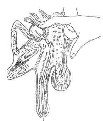 按摩治疗前列腺肥大