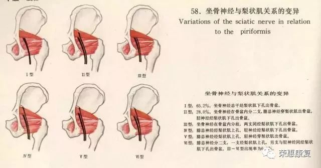 梨状肌位置解剖图图片