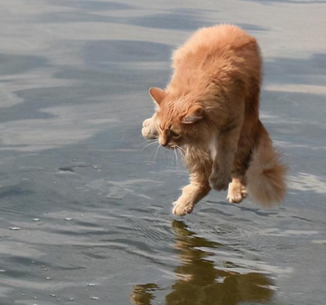 神奇的动物猫真的是液体吗通过严格的物理和数学证明