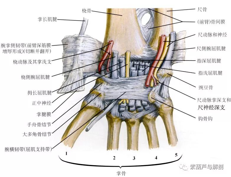 腕部的肌腱高清解剖图图片