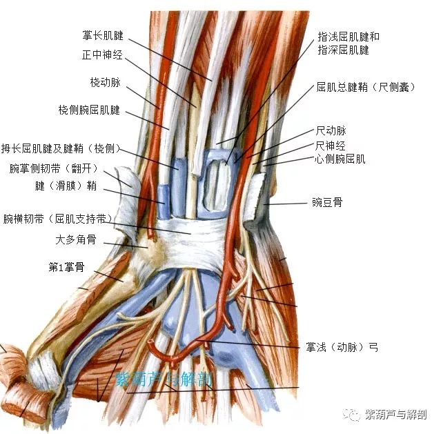 腕部的肌腱高清解剖图图片