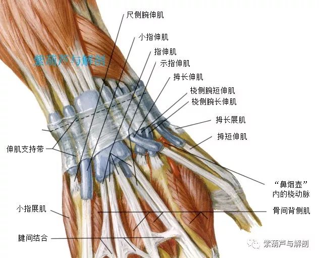 手腕部基础解剖