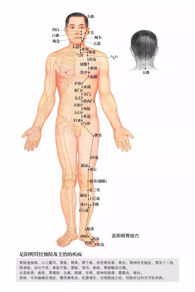 手足三阴三阳经图解