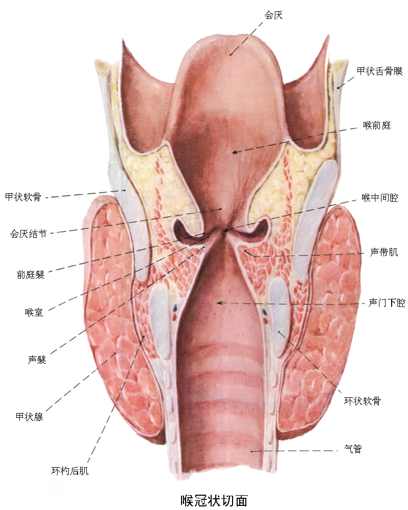 喉室带图片